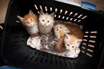 group of 8 week old maine coon kittens resting inside of pet carrier box together © furryfritz