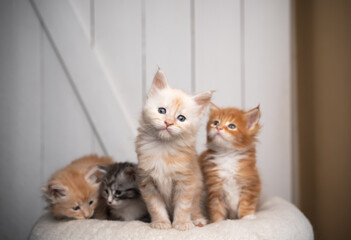 group of different colored cute maine coon kittens on white cushion. one kitten looking at camera