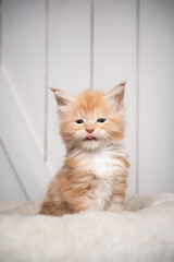 cute small ginger maine coon kitten portrait licking lips on white wooden background