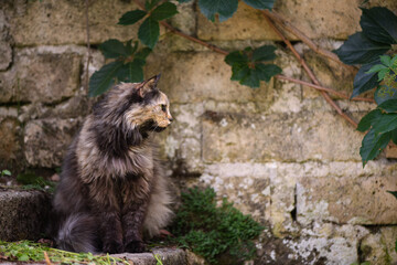 A long haired brown cat sitting on same colored steps in a garden