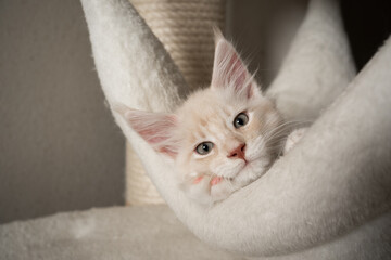 cute beige white maine coon kitten resting on comfortable hammock of cat tree looking at camera
