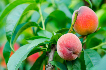 Juicy ripe peaches with fleshy bright orange peels on a branch of a peach tree with green leaves on a sunny day, close-up.