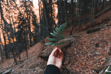 Hand forest grass
