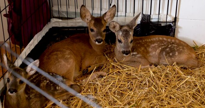 Beautiful close up of roe deer cubs rescued by rangers and kept indoor to save their lives.
