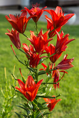 wide angle view of a cluster of red lilies in the flower garden © Mark