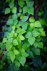 green leaves background