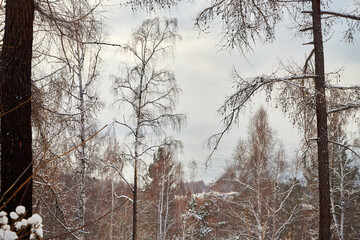 Winter landscape with snow covered trees in cold forest