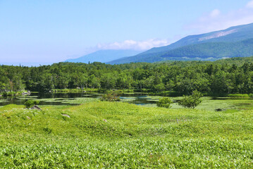 Fototapeta na wymiar 夏　北海道　草原と森と山　池　夏　緑