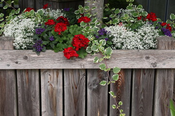 Fototapeta na wymiar Bright geranium in the garden behind a wooden fence