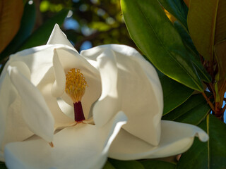 Large-flowered magnolia, Bull Bay magnolia, evergreen tree with leathery leaves.