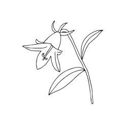 Black Vector illustration one bellflower with leaves isolated on a white background