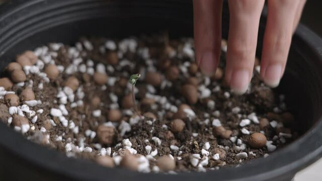 Close up hands taking care of small plant seedling sprouts, organic planting pot, soil fertilization, at home hobby indoor planting, young cannabis plant, beginning of new life, perlite patmos soil