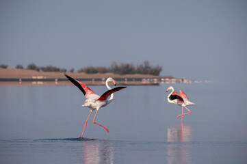 Wild african birds.  Flock of pink african flamingos  walking around the blue lagoon on the background of bright sky on a sunny day.