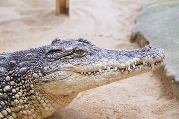 Close up of a captive nile crocodile (Crocodylus niloticus)