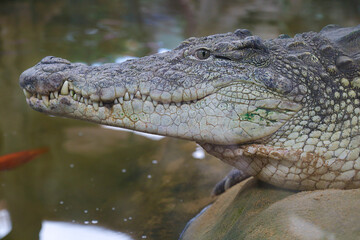 Close up of a captive nile crocodile (Crocodylus niloticus)