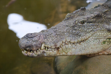 Close up of a captive nile crocodile (Crocodylus niloticus)