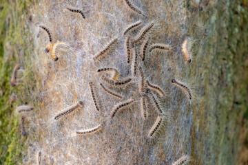 Oak processionary nest on tree in the forest, Thaumetopoea processionea is a moth whose...