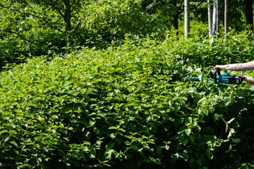Photo sur Aluminium Vert-citron Woman gardener cuts bushes with battery shears with hedge trimmers in public landscape park Krasnodar or Galitsky Park. Close-up. Krasnodar, Russia - June 18, 2021.