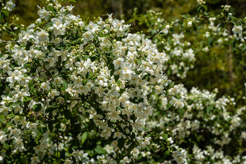 Flowering bushes of jasmine Philadelphus coronarius sweet chubushnik in Adler arboretum "Southern Cultures". White flowers on branches of sweet mock orange on blurred background. Selective focus.
