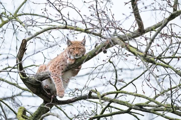 Fotobehang Lynx des carpates ou lynx d'Europe © shocky