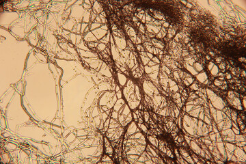 a professional light microscope image of insect blood cell fibres arteries high magnification macro shot multilayered medical lab high 
resolution cells sharp clear view high quality lens
