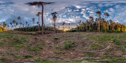 full spherical hdri panorama 360 degrees angle view on deforestation in pinery forest in sunny...