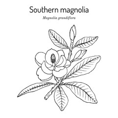 Southern magnolia or bull bay Magnolia grandiflora , state tree and flower of Mississippi. © foxyliam