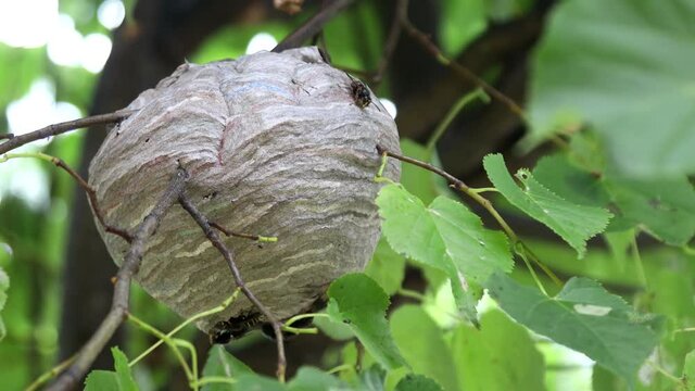 wasp's nest is hanging on a tree and wasps