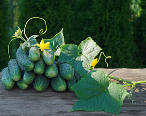 cucumbers are lying on a hill and a cucumber sprig with flowers on a wooden table on the left