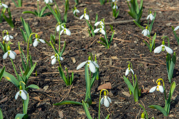 spring snowdrop flowers