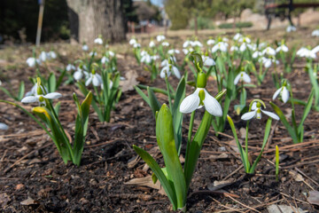 spring snowdrop flowers