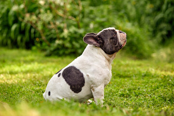 A disgruntled French bulldog sits on a green lawn, turning away from the camera dreaming, copy space.