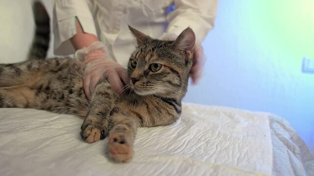 Young tabby cat examination at veterinary clinic, pet health care concept