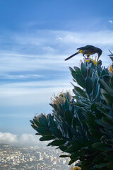 Cape Sugarbird on protea flower with yellow blossoms with blurred scenic view cityscape Cape Town.