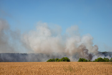 Fototapeta na wymiar Field of wheat and forest fire with much smoke at the background. Concept of wild fire
