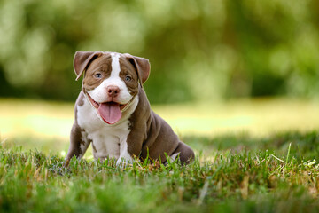 Close-up of an American Bully puppy, a small puppy frolics and runs in the sun among the grass, a very cute puppy on the lawn, spears space.
