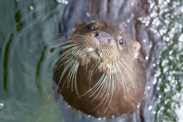 otter in the water