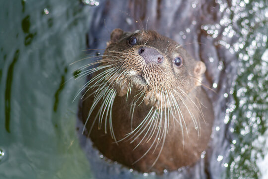 Otter In The Water