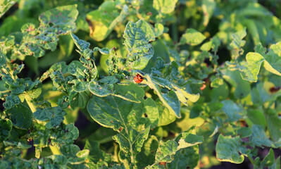 Colorado potato beetle larva on potato in farm