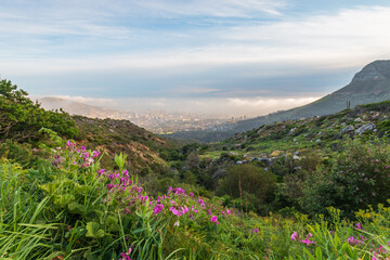 Scenic view of Cape Town, South Africa from Platteklip Gorge hiking trail at Table Mountain with pink flowers in the morning.