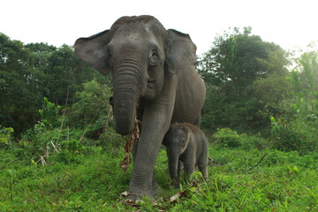 Closeup shot of a baby elephant walking near its mother