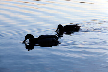 waterfowl wild birds ducks in the wild