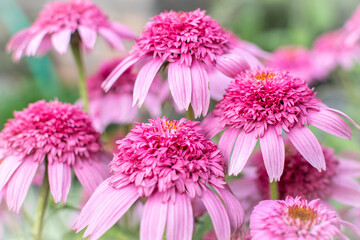 tender pink flowers in the garden