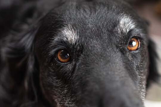 sad eyes of a black dog