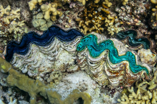 cockle Giant Clam in the Red Sea Colorful and beautiful
