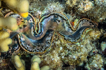 Obraz na płótnie Canvas cockle Giant Clam in the Red Sea Colorful and beautiful Sexy spotted squamosa clam