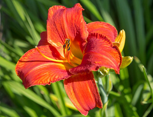 Day Lily hybrid "Paprika Flame".
 This is a perennial plant with large, very beautiful and bright flowers. This is a herbaceous rhizome-forming large, up to 100 cm high, bush.