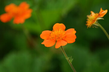 orange flower of Geum coccineum 'Borisii'