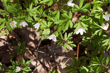 the first white forest flowers in the spring