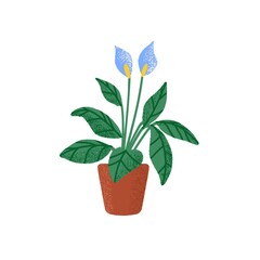 Indoor Spathiphyllum wallisii plant in pot. Blossomed flowers of spath growing in planter. Blooming peace lilies. Floral houseplant. Colored flat vector illustration isolated on white background.